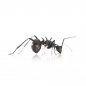 Preview: Polyrhachis armata